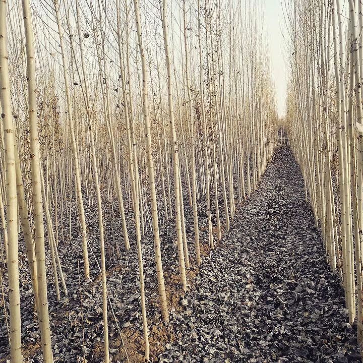 نهال صنوبر